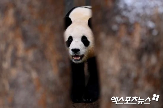 Fubao Cage-