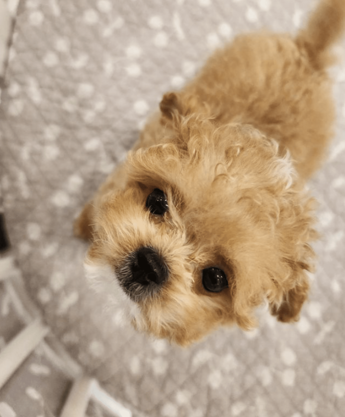 wheesung dog
