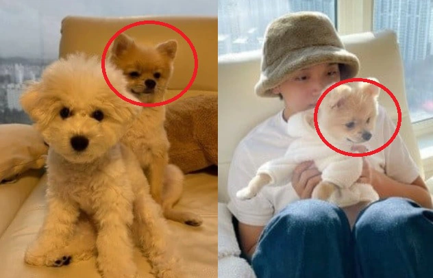 haechan-han seo hee-dog 