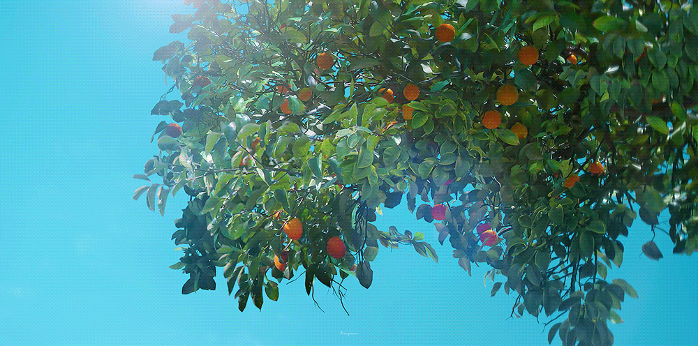 The Jeju of Dreams When Life Gives You Tangerines Captures