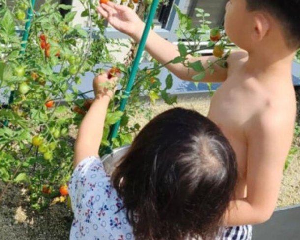 jun ji-hyun college photoschildren-tomatoes-garden-harvest.